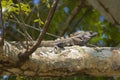 Black Spiny-tailed Iguana Sunning on Large Tree Branch Royalty Free Stock Photo
