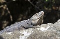 Black spiny-tailed iguana Royalty Free Stock Photo
