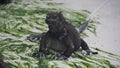 Black spiny-tailed iguana (Ctenosaura similis) resting on a sandy beach with moss in the background Royalty Free Stock Photo