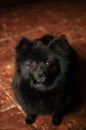 black spitz dog domestic cute photo portrait