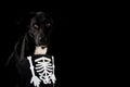 BLACK AND SPOOKY DOG DRESSED WITH A HALLOWEEN SKULL COSTUME. ISO Royalty Free Stock Photo