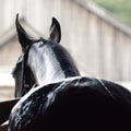 Black sport horse being washed with hose in summer in stable.