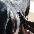 Black sport horse being washed with hose in summer in stable. Royalty Free Stock Photo