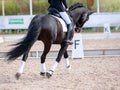 A black sports horse with a bridle and a rider riding with his foot in a boot with a spur in a stirrup