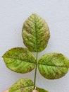 Black spot disease injured on rose leave.