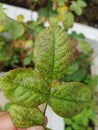 Black spot disease injured on rose leave.