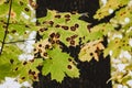 Black spot of green maple leaves Phyllosticta . Plant diseases