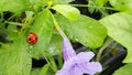 Black spot lady bug