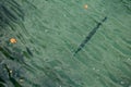 Black-spot long tom or Needlefish under the sea surface Royalty Free Stock Photo