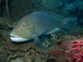 Black Spot Tuskfish - Choerodon schoenlein Royalty Free Stock Photo