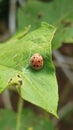Black spoted ladybug on the green leaf