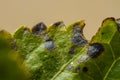 Black spots on plant leaves