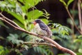 Black-spotted barbtail, Premnoplex brunnescens, a small dark bird that creeps. Portrait Royalty Free Stock Photo