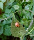 black spotted beetle on a green leaf background Royalty Free Stock Photo