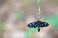 Black spotted butterfly