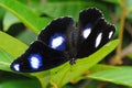 Black Spotted Butterfly Royalty Free Stock Photo