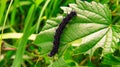 Black spotted caterpillar on nettle Royalty Free Stock Photo