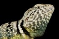 Black-spotted collared lizard Crotaphytus collaris melanomaculatus Royalty Free Stock Photo