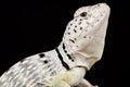 Black spotted collared lizard Crotaphytus collaris melanomaculatus Royalty Free Stock Photo