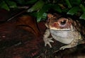 Black spotted common toad