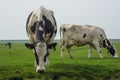 Black Spotted Cow grazing on autumn grass. Dairy Cow on the field Royalty Free Stock Photo