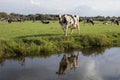 Black spotted cow roaring, reflection in a ditch, in a typical Dutch landscape of flat land and water. Royalty Free Stock Photo