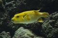 Black Spotted or Dog Faced Puffer fish. Arothron citrinellus, arothron nigropunctatus. Royalty Free Stock Photo