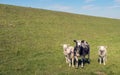 Black spotted ewe with her three white lambs Royalty Free Stock Photo