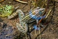 Black-spotted Frog in Shimane