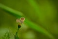 Black-spotted grass jewel butterfly open wings on flower