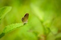 Black-spotted grass jewel butterfly relaxing on green grass