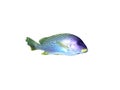 Black-spotted grunt fish on a white Royalty Free Stock Photo