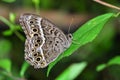 Black-spotted Labyrinth butterfly