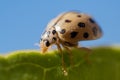 Black Spotted Lady Beetle Bulaea lichatschovi macro photography on green leaf and blue background Royalty Free Stock Photo