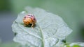Black spotted ladybug in the leaf Royalty Free Stock Photo