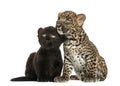 Black and Spotted Leopard cubs sitting next to each other