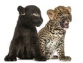 Black and Spotted Leopard cubs sitting next to each other