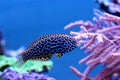 Black Spotted Leopard Wrasse - Macropharyngodon meleagris Royalty Free Stock Photo