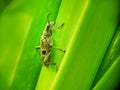 Black-spotted longhorn beetle aka Rhagium mordax on leaf.