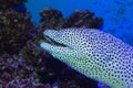 Black- spotted moray Royalty Free Stock Photo