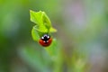 Lady Bird Beetle on Green Leaf 06 Royalty Free Stock Photo