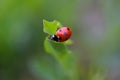 Lady Bird Beetle on Green Leaf 12 Royalty Free Stock Photo