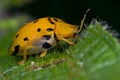 Black spotted orange tortoise beetle