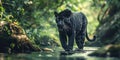 a black spotted panther is walking along the river, mysterious jungle