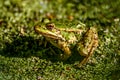 Close up Black spotted Pond Frog chilling