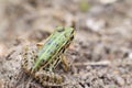 Black-spotted Pond Frog