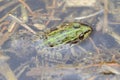 Black-spotted Pond Frog