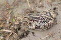 Black-spotted Pond Frog