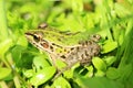 Black-spotted Pond Frog