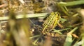 Black spotted pond frog in the water among the greenery